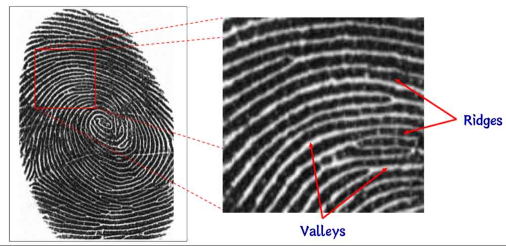 Understanding Fingerprint Features and Interpretation